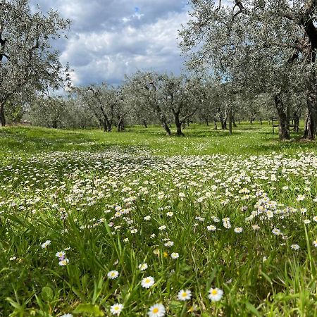 La Casa Di Demetra. Un Paradiso Tra Gli Olivi. Montecchio  Екстер'єр фото